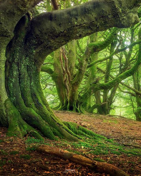 'Green Giants' - Western Scotland | Nature photography trees, Haunted forest, Scotland nature