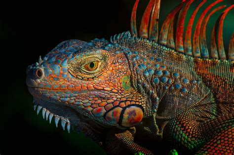 Download Face Colorful Close-up Animal Iguana HD Wallpaper