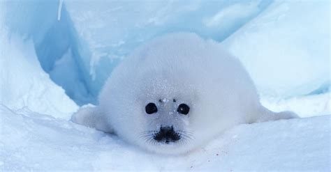 These Are The Most Incredible Captured Photos Of Wildlife Living In The Snow