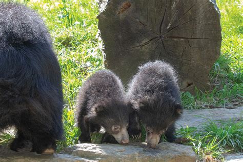 Philadelphia Zoo Celebrates Public Debut of Twin Sloth Bear Cubs and ...