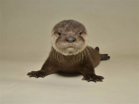 Baby River Otter