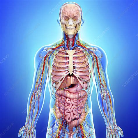 Human anatomy, artwork - Stock Image - F006/0385 - Science Photo Library