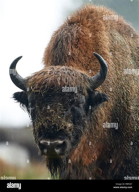 Bison wisent project hi-res stock photography and images - Alamy