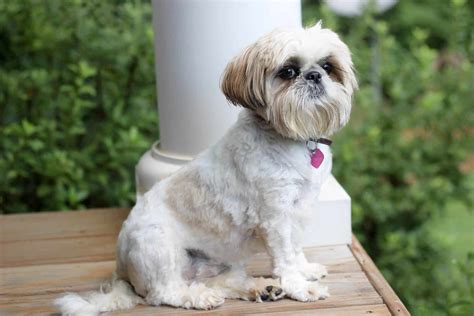 99+ Shih Tzu Grooming Styles - l2sanpiero