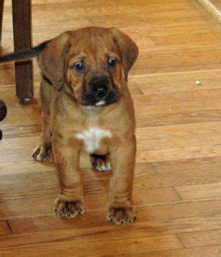 Mountain Mastiff (Bernese Mountain Dog-Mastiff Mix) Info, Puppies, Pictures