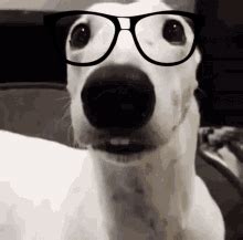 Nerd Dog GIF – Nerd Dog Dawg – discover and share GIFs