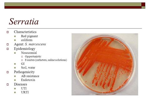 Hafnia alvei antibiotic treatment