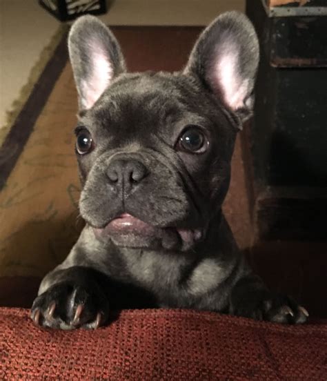 Blue brindle French bulldog Blue Brindle French Bulldog, Cute French ...