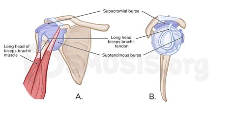 Muscles Of Shoulder Joint Anatomy | Hot Sex Picture