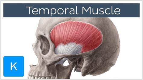 Temporal Muscle Anatomy Overview - Human Anatomy | Kenhub - YouTube