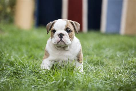 English Bulldog Puppies Backyard Playing Young Dogs Stock Photo - Image ...