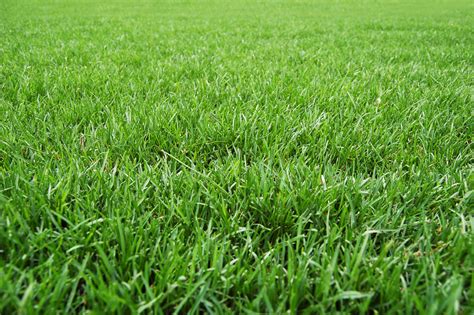 5 Steps to a Great Lawn! - Tomlinson Bomberger