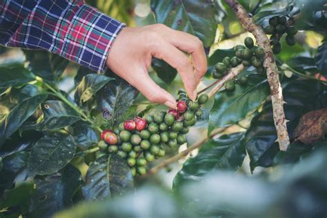 Woman Hand is Harvesting the Coffee Beans, Picking Coffee Bean from Coffee Stock Photo - Image ...