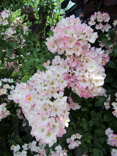 Beautiful pale pink roses stock photo. Image of garden - 174393186