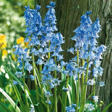 Hyacinthoides non-scripta | White Flower Farm