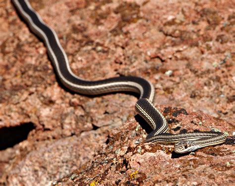 Desert Striped Whipsnake, Masticophis taeniatus taeniatus | Flickr