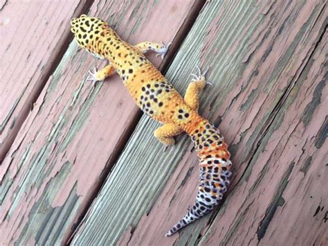 Leopard Gecko Morphs Poster