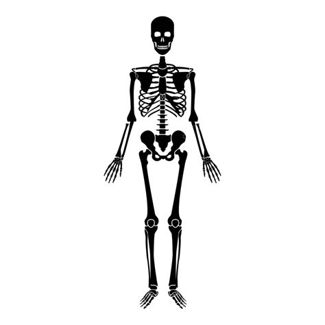 Human Skeleton Icon Black Color Human Xray Skeletal Vector, Human, Xray, Skeletal PNG and Vector ...