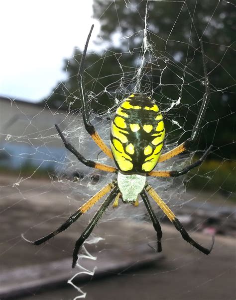 North Georgia Naturalist: Yellow Garden Spider (Argiope aurantia)