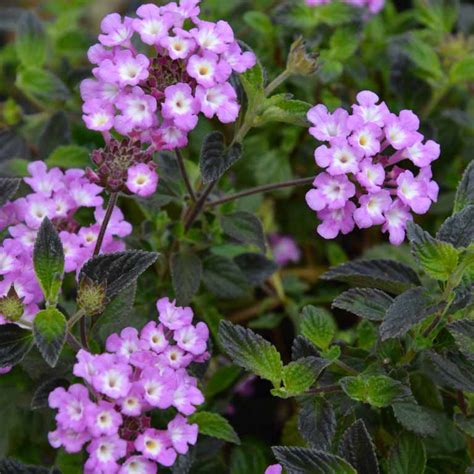 Lantana montevidensis (Purple Trailing Lantana) – Ricardo's Nursery