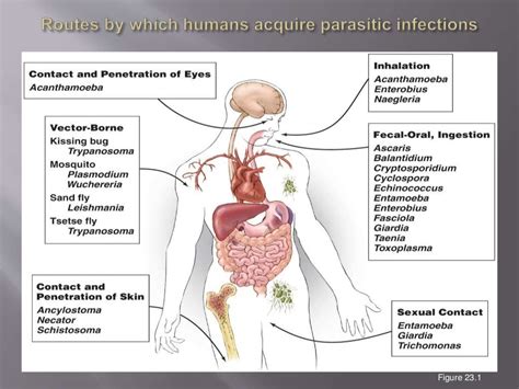 Parasitic infection