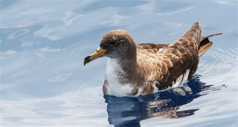 Floating seabirds provide a novel way to trace ocean currents