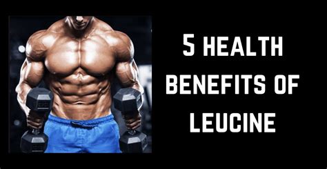 5 Amazing Benefits of Leucine - Carnivore Aurelius