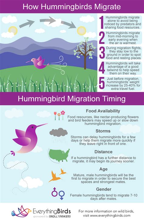 Hummingbird Migration Patterns Explained - Everything Birds ...