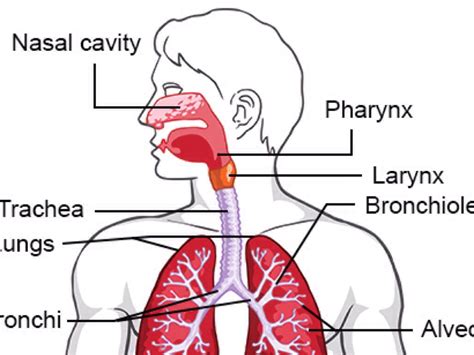 Respiratory System by Eli G