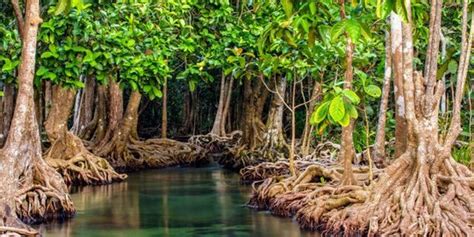 8 Manfaat Hutan Mangrove Bagi Keberlanjutan Lingkungan, Wajib Diketahui Halaman 5 | merdeka.com