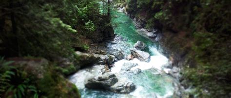 Lynn Valley is one of my favourite hiking trails in North Vancouver. | Lynn canyon, Canyon park ...