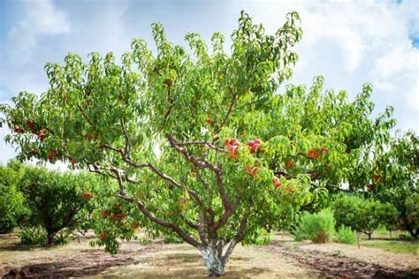 Prunus persica (Peach)