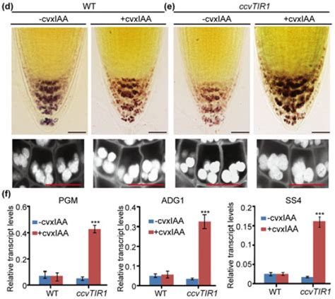 Auxin-mediated statolith production for root gravitropism (New Phytol ...