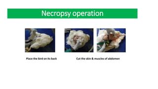 Necropsy Of Poultry (procedure).pptx