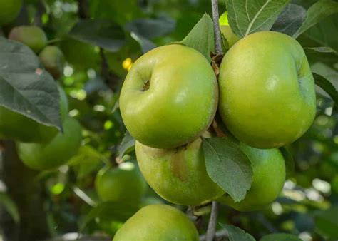 Small Looking Green Apple Fruit