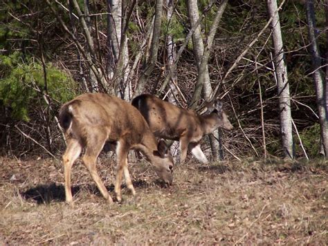 Mt St Helens Wildlife | Mt St Helens Wildlife | Flickr