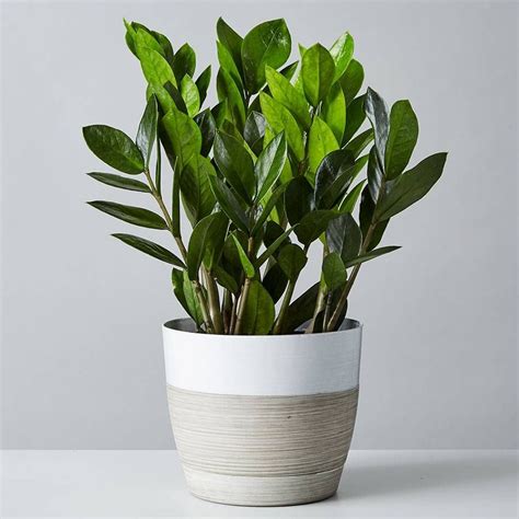 Indoor Plants For Very Small Pots