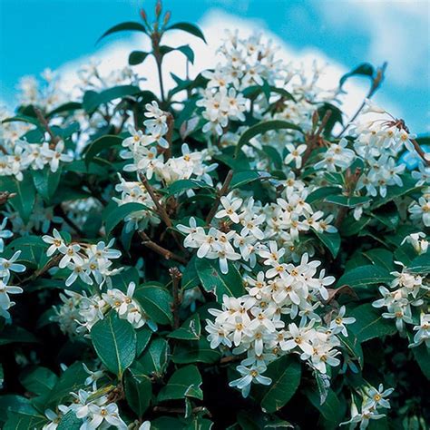 1 X OSMANTHUS 'BURKWOODII' BURKWOOD Evergreen Shrub Hardy Garden Plant ...