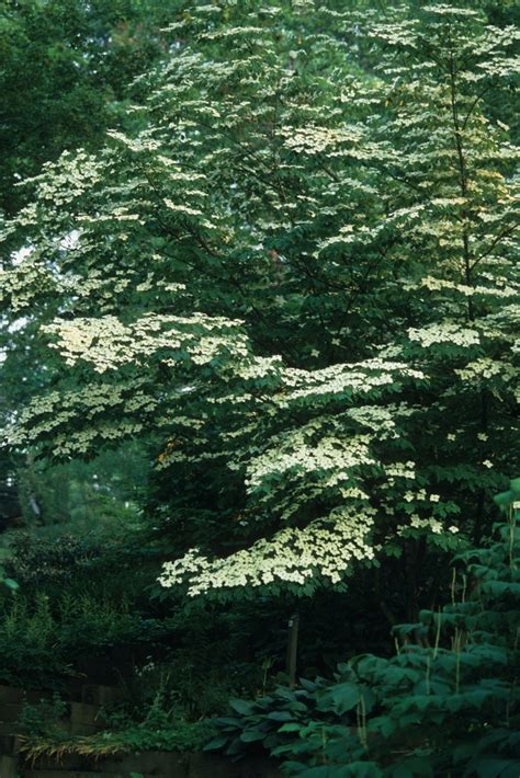 Cornus kousa 'Milky Way' Dogwood | Garden Center Marketing