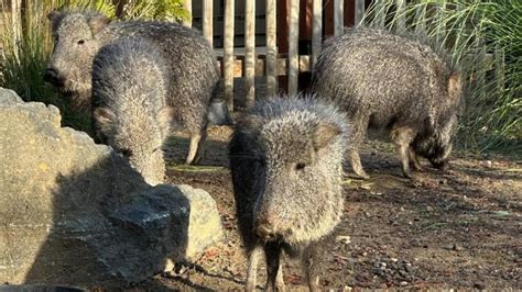 Endangered Chacoan peccaries arrive at San Jose's Happy Hollow Zoo - CBS San Francisco