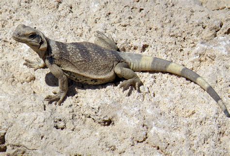 Chuckwalla - NDOW