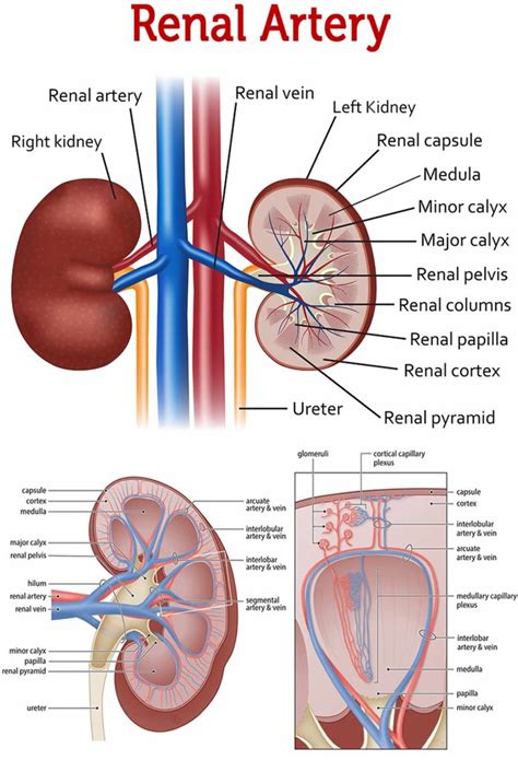 Renal artery stenosis, causes, symptoms, diagnosis & treatment