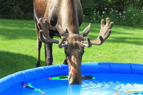 Summer Time In Alaska | Animals, Alaska, Wildlife