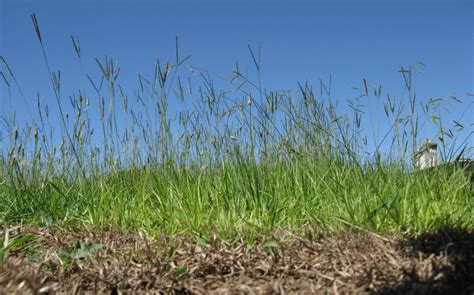 Paspalum Grass - A Complete Guide to the Pesty Weed