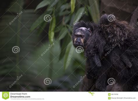 Saki Monkey Family stock photo. Image of breeding, family - 99178766