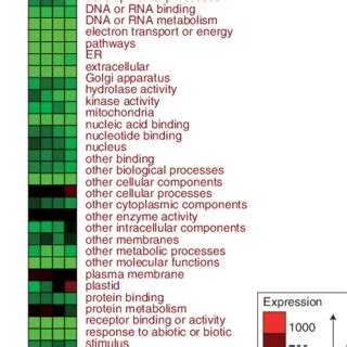 Phylogeny of Ericales taxa and related Rosid outgroups displaying ...