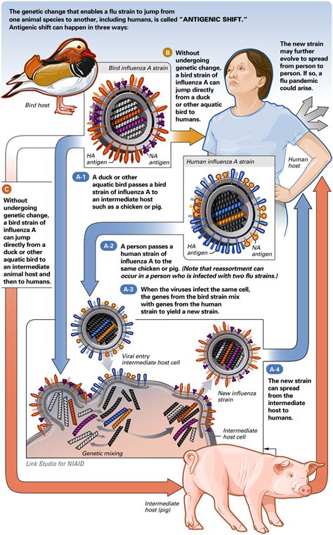 Prevengamos la H1N1: Prevención de la H1N1