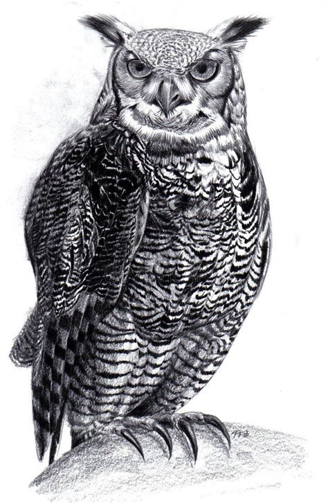 realistic owl illustration - Google Search Owl Tattoo Drawings, Owls Drawing, Animal Drawings ...