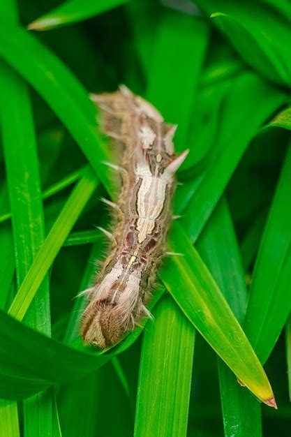 Premium Photo | Morpho peleides caterpillar, on green leaves