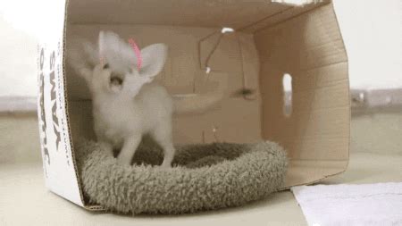 Baby Fox GIFs - Find & Share on GIPHY